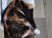 Calico girl