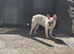 7month old white fawn