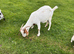 Boer Nannie goat 4 year old