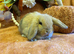 Mini lop