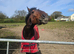Cleveland bay stallion 3yr old