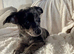 4 beautiful chiweenie puppies