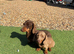 3 beautiful minute dachunds for sale
