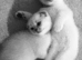 READY TO GO WHITE SCOTTISH FOLD KITTENS