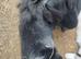 Male lionhead mix rabbits