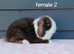 Stunning purebred mini lop rabbits