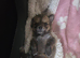 Puppy for sale