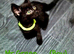 British shorthair x spynx Kittens