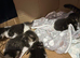 Beautiful kittens for sale