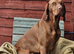 Hungarian Wirehaired Vizsla Puppies