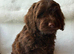 Gorgeous Cockapoo puppies