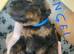 Cockapoo puppies