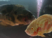 2 breeding Oscar’s large size must go together