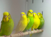 Budgies