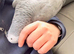 Super clever and Tame African Grey Parrot