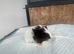Guineapigs