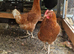 Chicken for sale