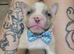 French bulldog puppies for sale