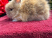 Lionhead Baby Bunnies