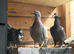 Pigeon for sale