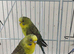 Two females of black wing budgies
