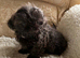 Shitzu puppies 3 blue girls
