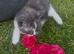 3 gorgeous grey, white & black Calico kittens