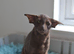Adult Havana Boy Is looking for best home