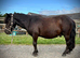 The sweetest Shetland Gelding 2 years old
