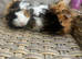 3 Lovely pretty female baby guinea pigs.