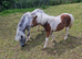 Miniature horse