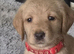 Beautiful happy F1 Labradoodle puppies