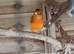 Lovely singing male canaries