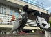 Pigeons for Sale available Now