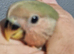 Baby love bird