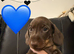 KC Mini Dachshunds