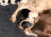 10 beautiful Sprocker spaniel puppies