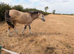 Stunning 2 year old filly