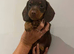 Miniature Dachshund