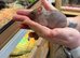 Beautiful girl hairless rats/ naked rats