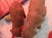 Toy poodle