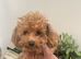 Red male Asian/toy poodle puppy