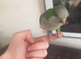 Quaker  breeding pair