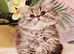 Chinchilla Persian kittens