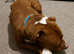 1 year old American bulldog