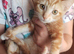 Short Hair Kittens inc. Red Females