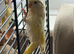 Dilute baby budgie