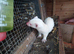 For sale 5 baby ferrets