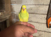 Baby budgies for sale  &pound;40 each collection mk404nn