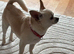 Chihuahua stud